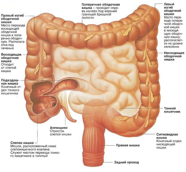 Анатомия толстого кишечника