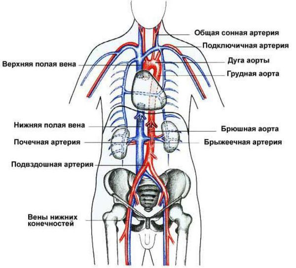 Аорта и отводы