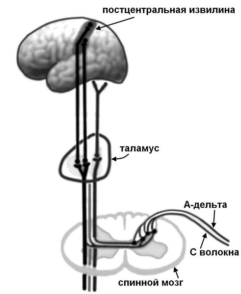 Цепочка передачи нервных импульсов