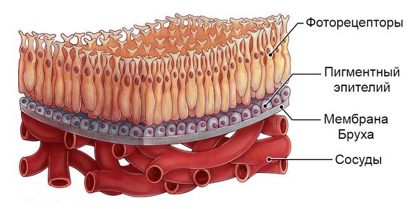 Фоторецепторы, пигментный эпителий сетчатки и мембрана Бруха
