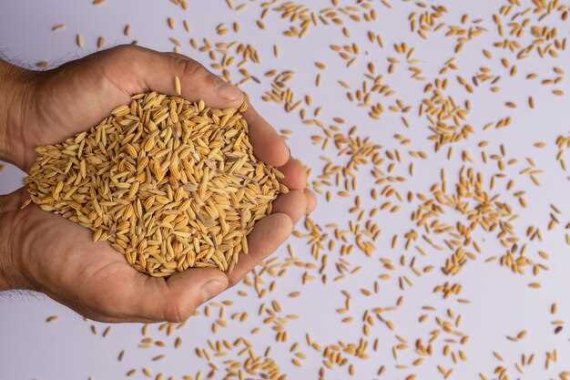Как употреблять пророщенную пшеницу?