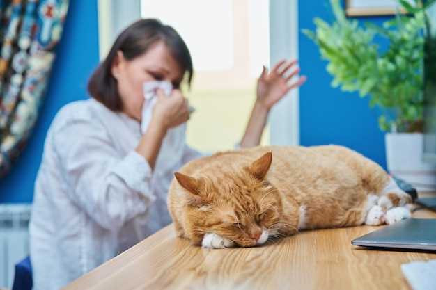 Основные способы профилактики аллергии на кошек
