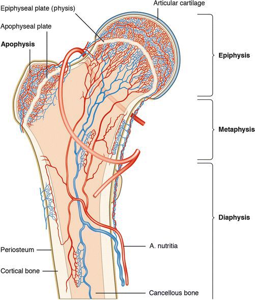 Кровоснабжение костей