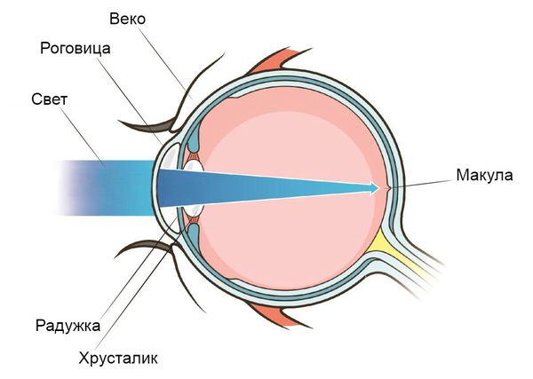 Макула (центральная часть сетчатки)
