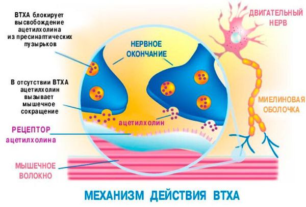 Механизм действия ботулотоксина