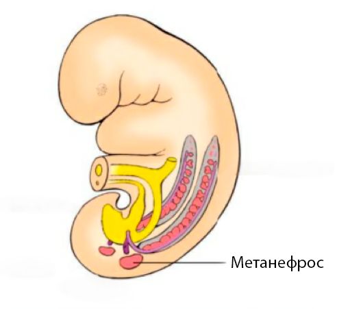 Метанефрос
