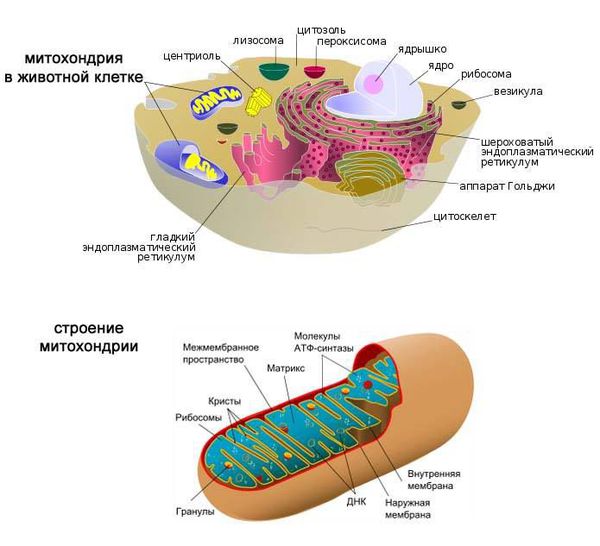 Митохондрии в клетке. Строение митохондрий.