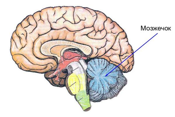 Мозжечок