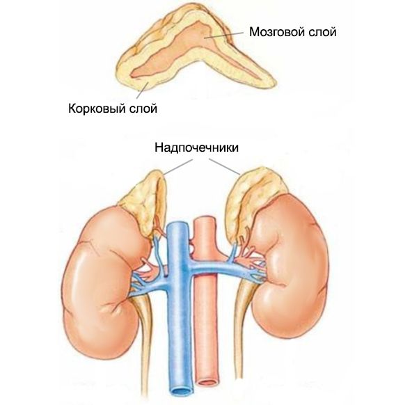 Надпочечники