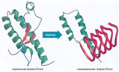Нормальный белок и прионный