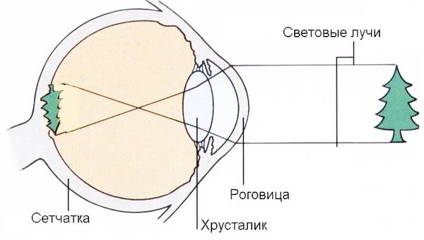 Оптическая система глаза