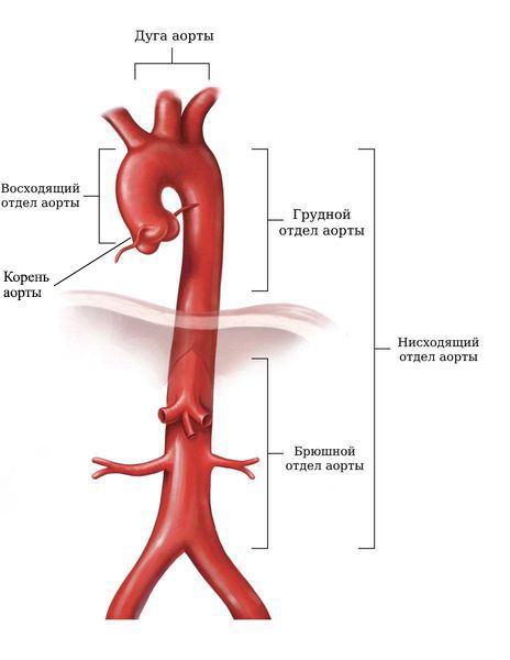 Отделы аорты