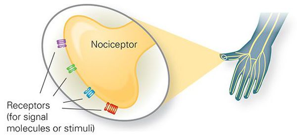 Периферические чувствительные рецепторы