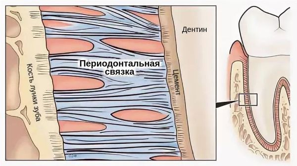 Периодонтальная связка