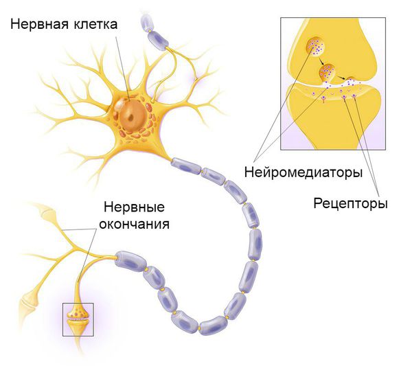 Принцип передачи нервного импульса