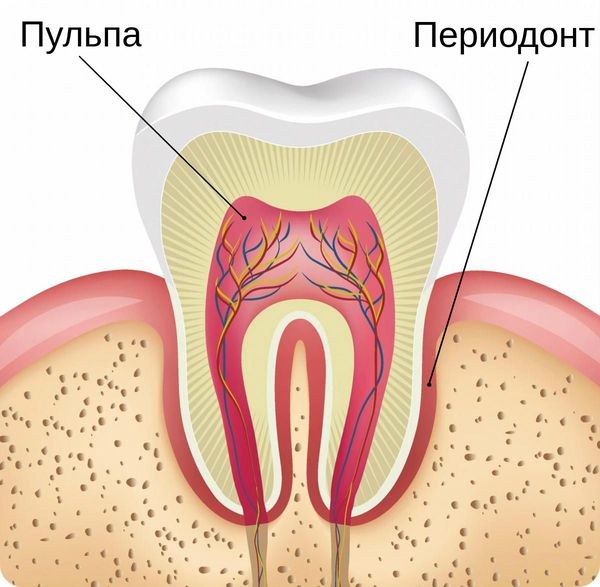 Пульпа и периодонт