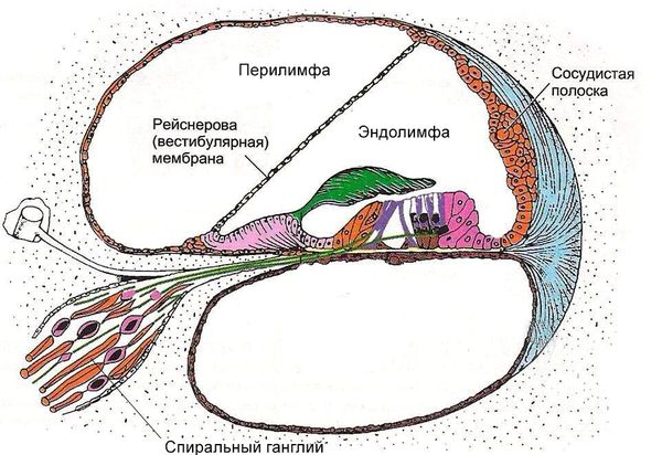 Рейснерова мембрана, строение улитки