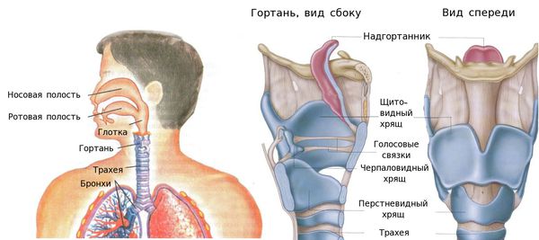 Строение гортани