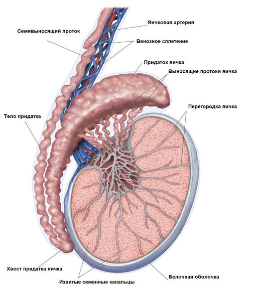 Строение яичка