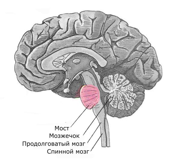 Участки мозга, которые поражены при болезни Фридрейха