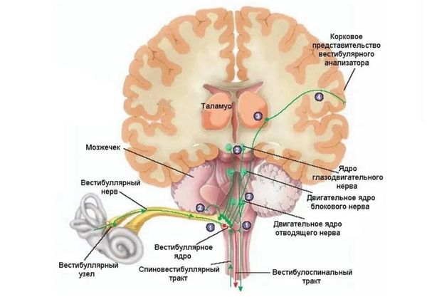 Вестибулярная система