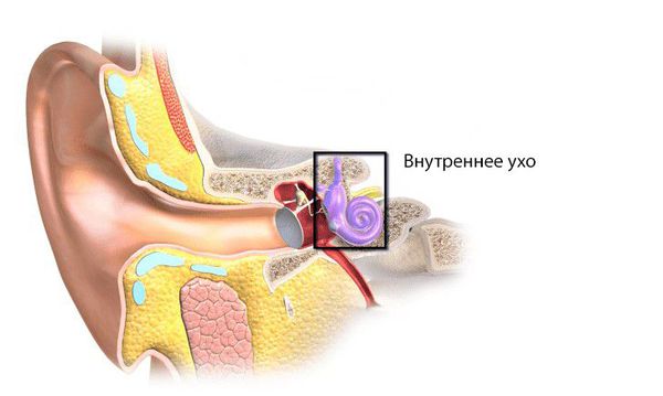 Внутреннее ухо