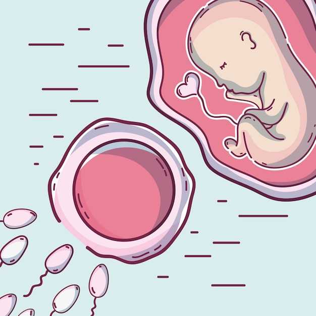 На каком этапе развития начинает формироваться эмбрион?